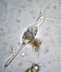 Psammomitra retractilis